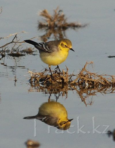 Желтая трясогузка - Yellow Wagtail-Motacilla flava